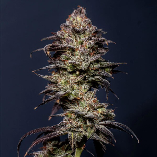 Smash Seeds Gelato Cake (3 Stk.)