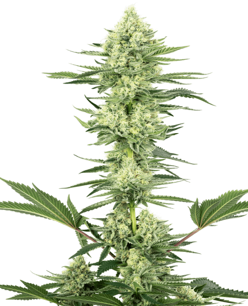 WL White Gorilla Haze Feminisiert (3 Stk.)