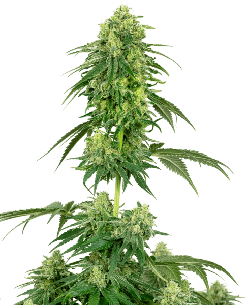 WL Strawberry Kush Feminisiert (5 Stk.)