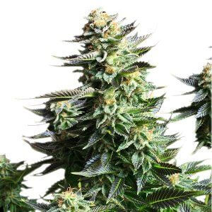 RQS Amnesia Haze feminisiert (5 Stk.)