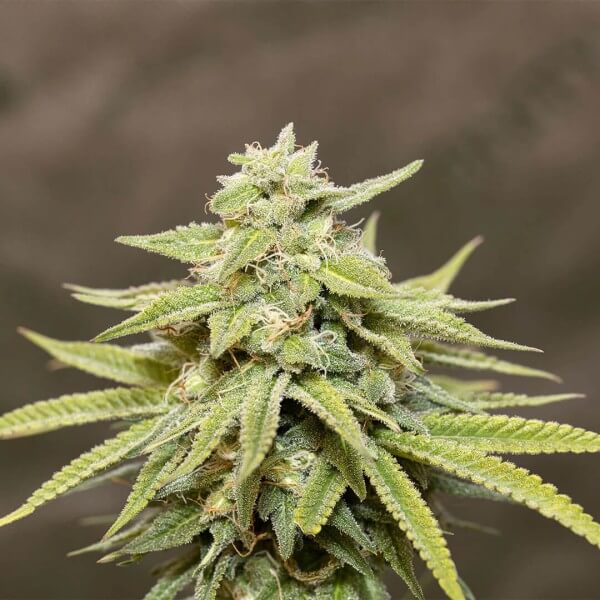 Smash Seeds Amnesia (3 Stk.)