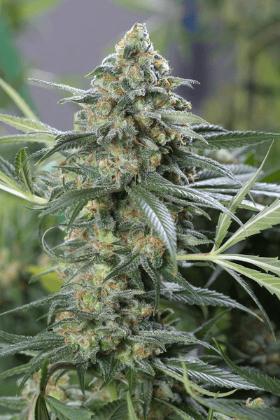 Dinafem OG Kush CBD feminisiert (5 Stk.)